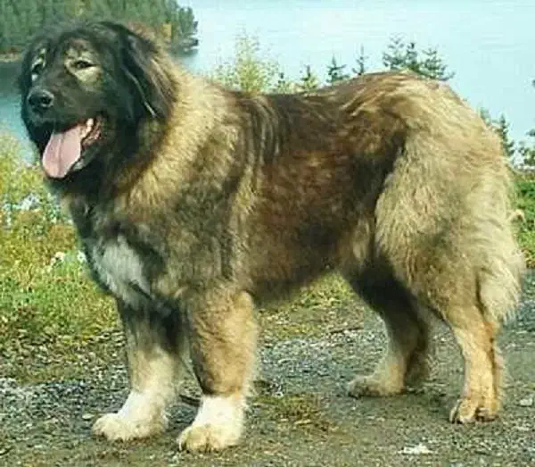 قفقازی توله و بالغ|سگ|اصفهان, قلعه طبره|دیوار