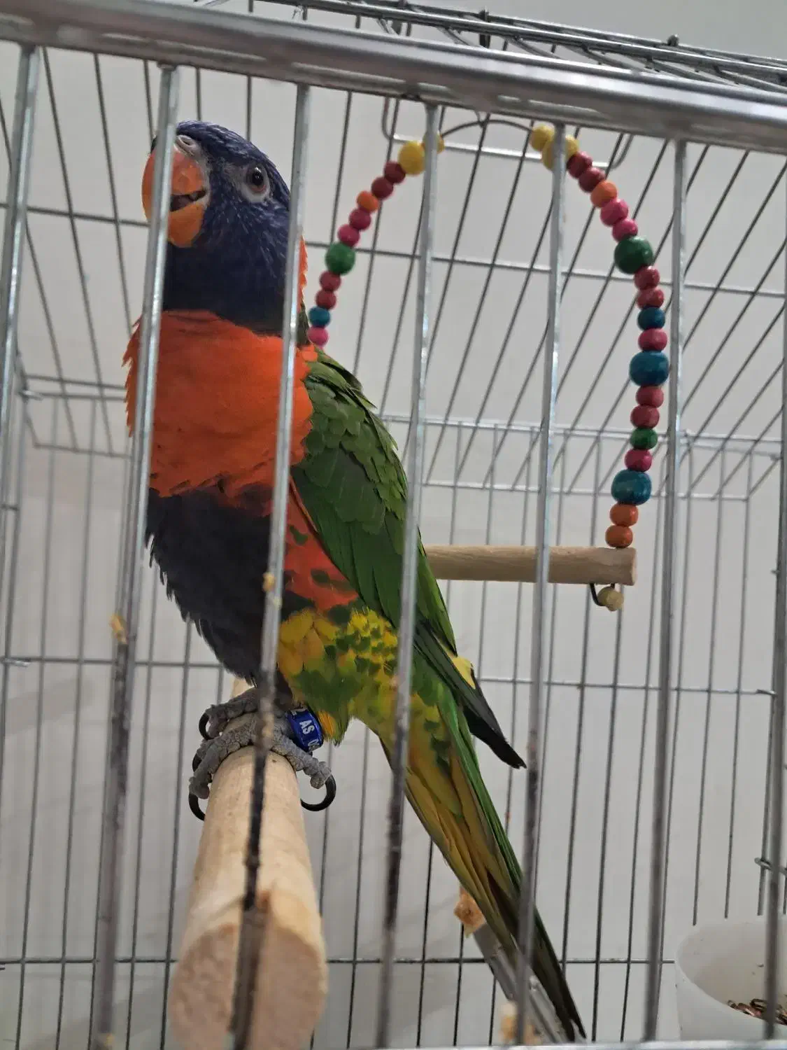 طوطی لری رنگین کمانی|پرنده|ری, اقدسیه|دیوار