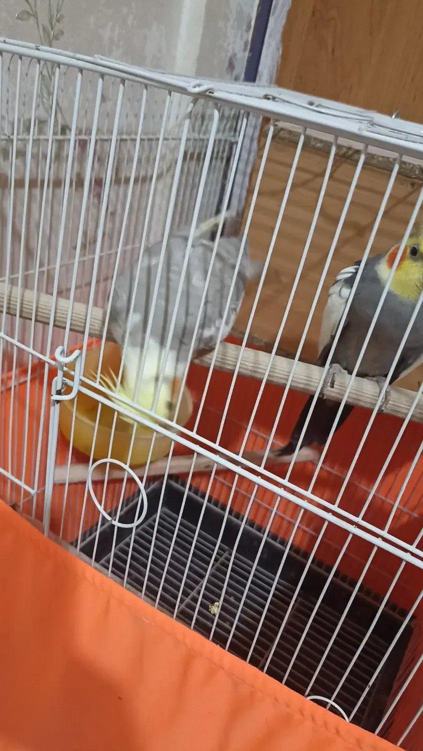 عروس هلندی|پرنده|نسیم‌شهر, |دیوار