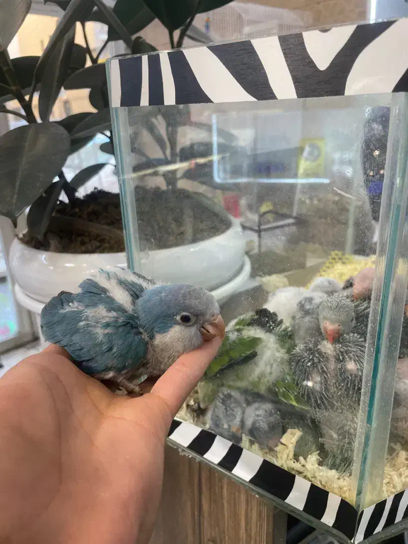 جوجه سرلاکی و نرم خور راهب (تک و تعداد)ملنگو کاسکو|پرنده|تهران, جیحون|دیوار