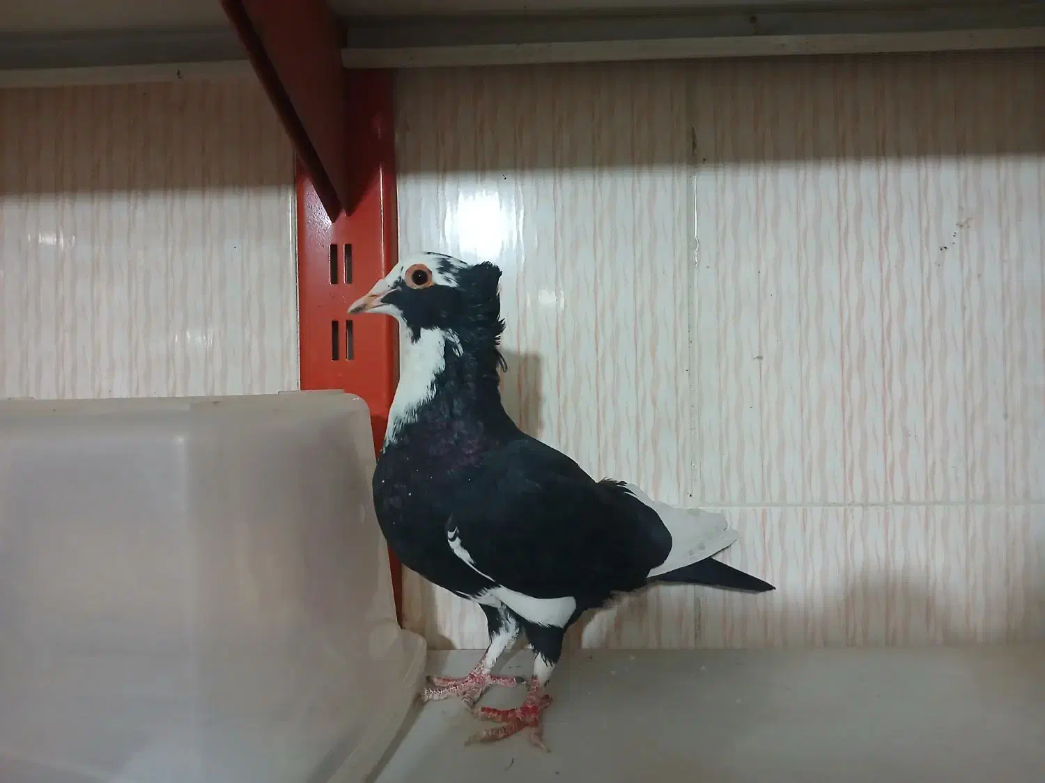 قره مینا کرمونی کاکلی ماده|پرنده|چناران, |دیوار