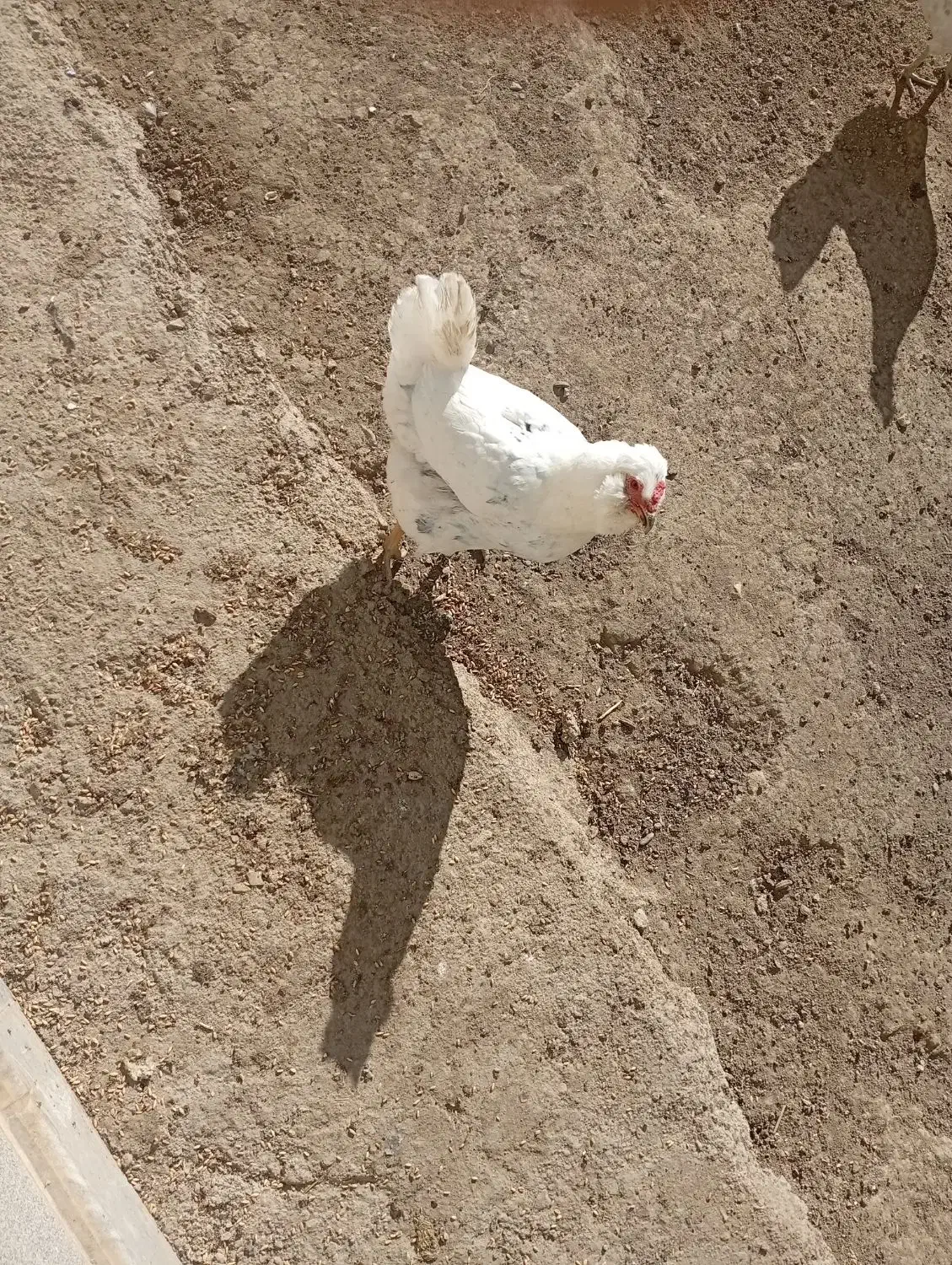 مرغ گلین|حیوانات مزرعه|جونقان, |دیوار