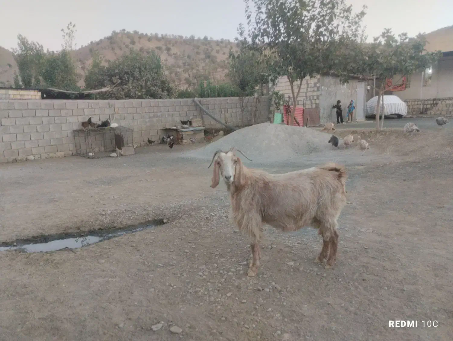 این دو عدد هم چاق هستند قیمت هیچده میلیون تمام|حیوانات مزرعه|طرهان, |دیوار