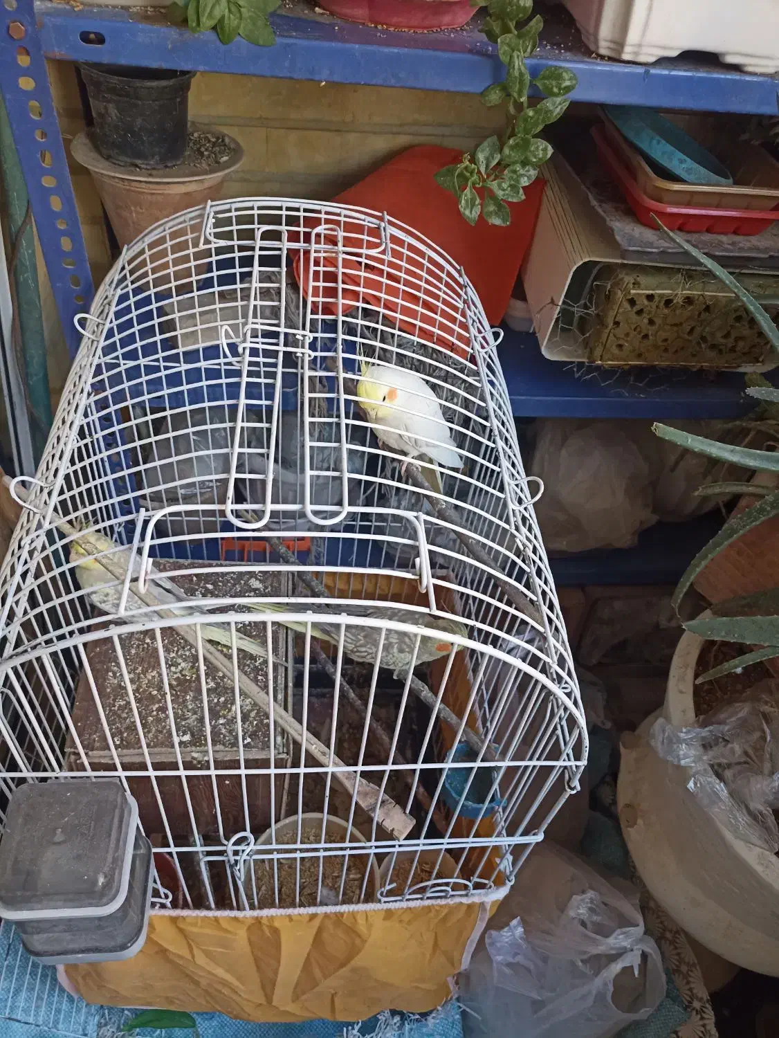 عروس هلندی|پرنده|اصفهان, مفتح|دیوار