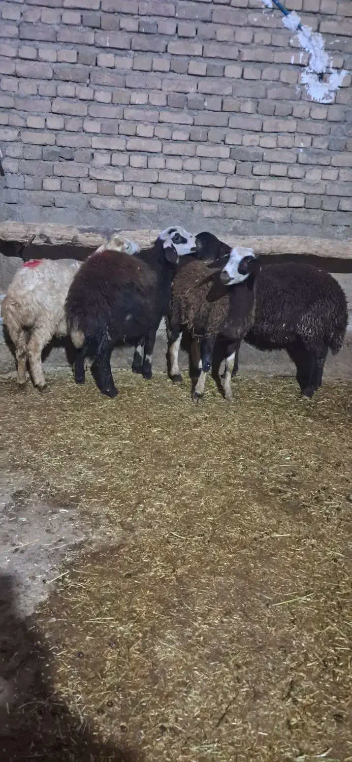 بز-گوسفنده-بره|حیوانات مزرعه|بروجرد, |دیوار