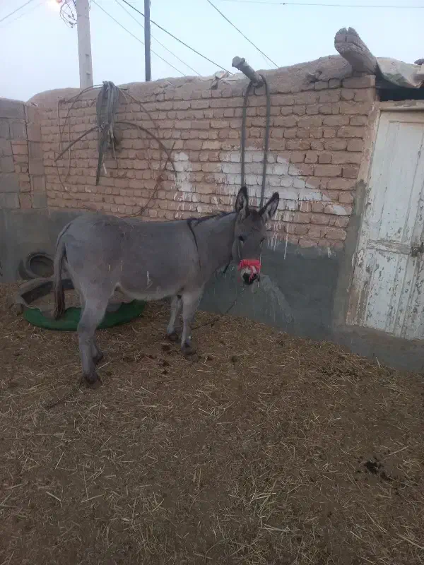 الاغ ماده دوسال|حیوانات مزرعه|قمرود, |دیوار