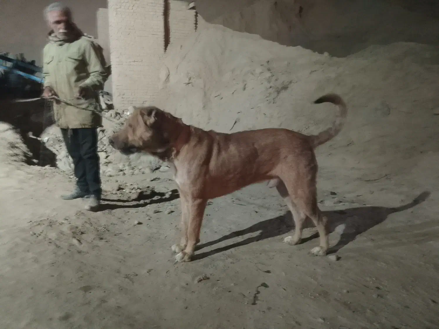 سگ سرابی پژدر|سگ|تهران, امیریه|دیوار