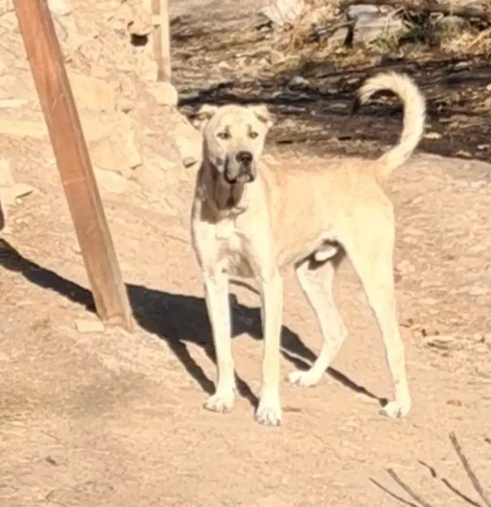 واگذاری سگ سرابی ۲۰ ماهه قد ۸۰|سگ|اردبیل, |دیوار