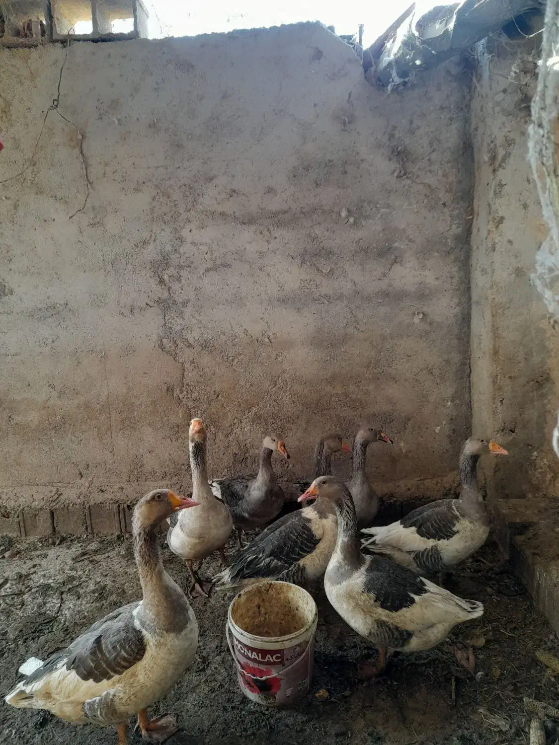 قاز|حیوانات مزرعه|مهدی شهر, |دیوار