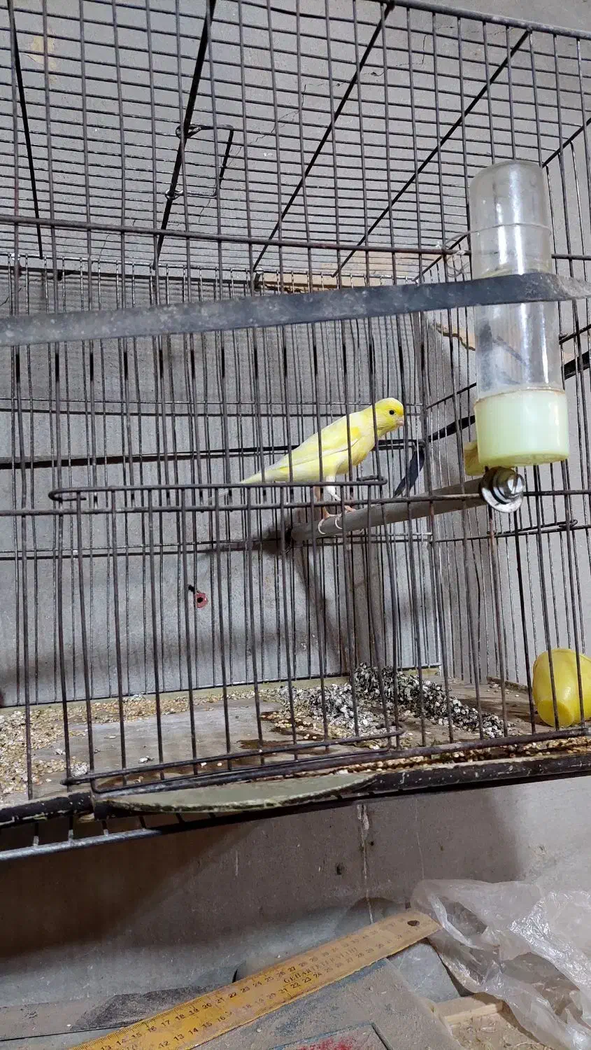 قناری|پرنده|ایذه, |دیوار