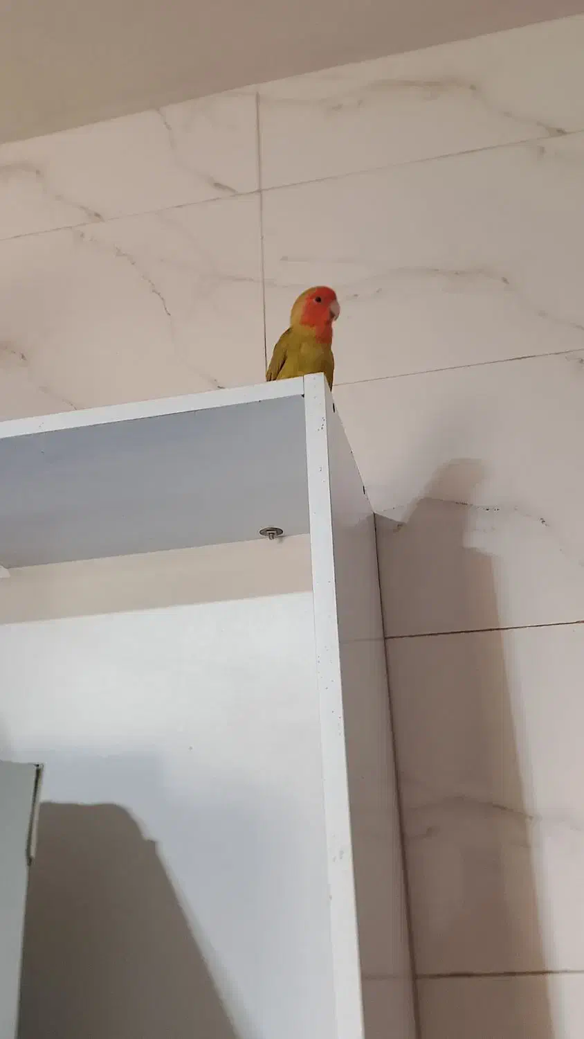 کوتوله|پرنده|رضویه, |دیوار