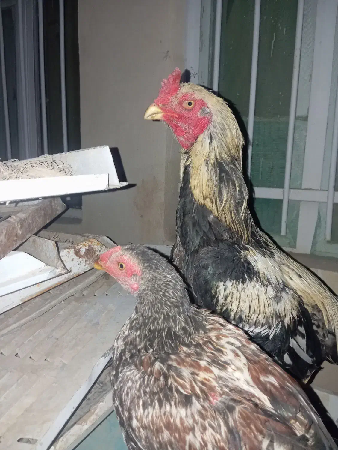 مرغ لاری فروشی|حیوانات مزرعه|سراوان, |دیوار