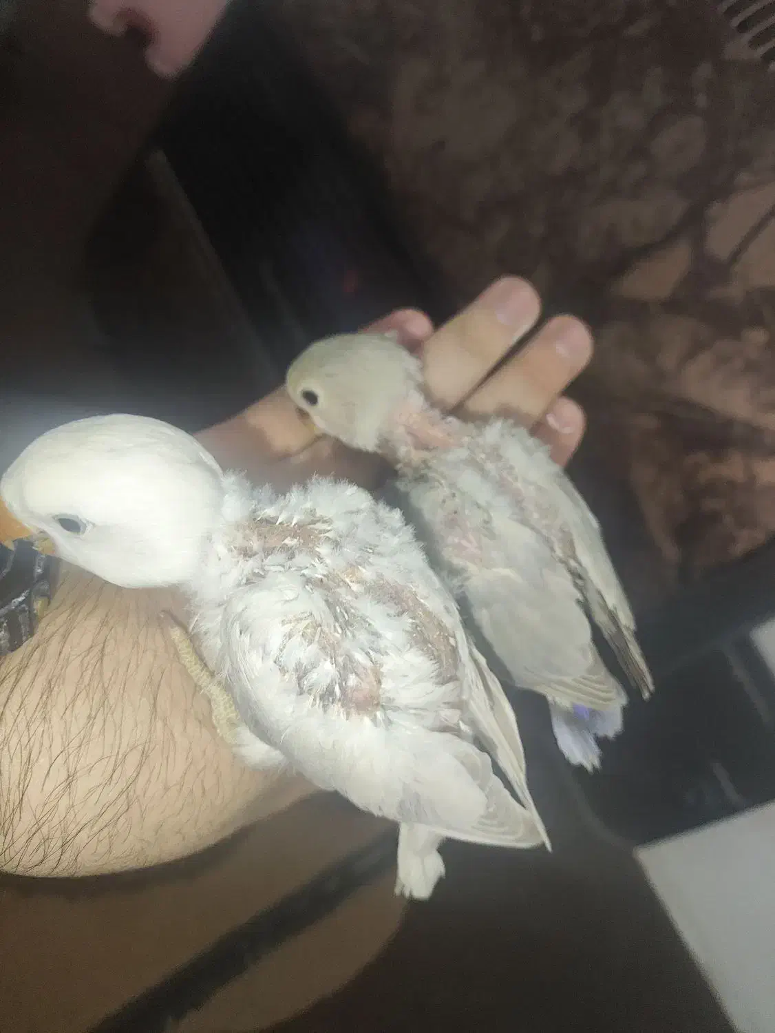 کوتوله برزیلی سرلاکی|پرنده|مرودشت, دولت آباد|دیوار