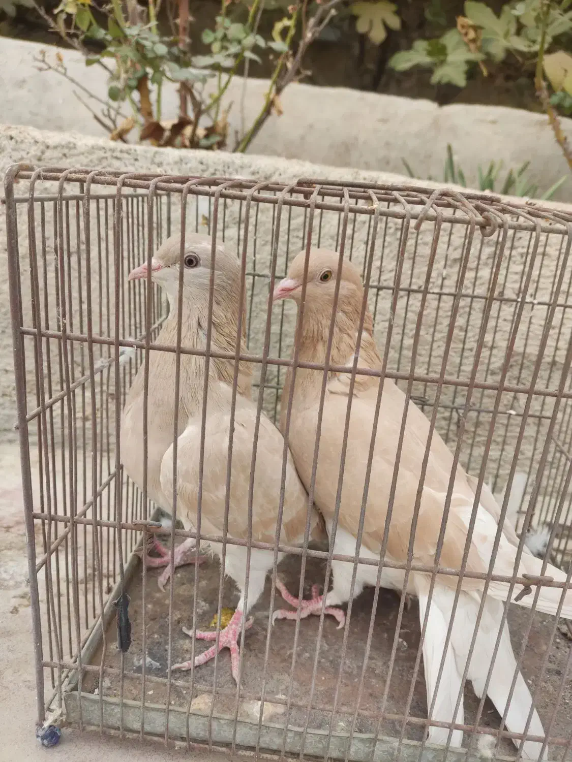 کبوتر هم‌ کود موقلوف|پرنده|کازرون, |دیوار