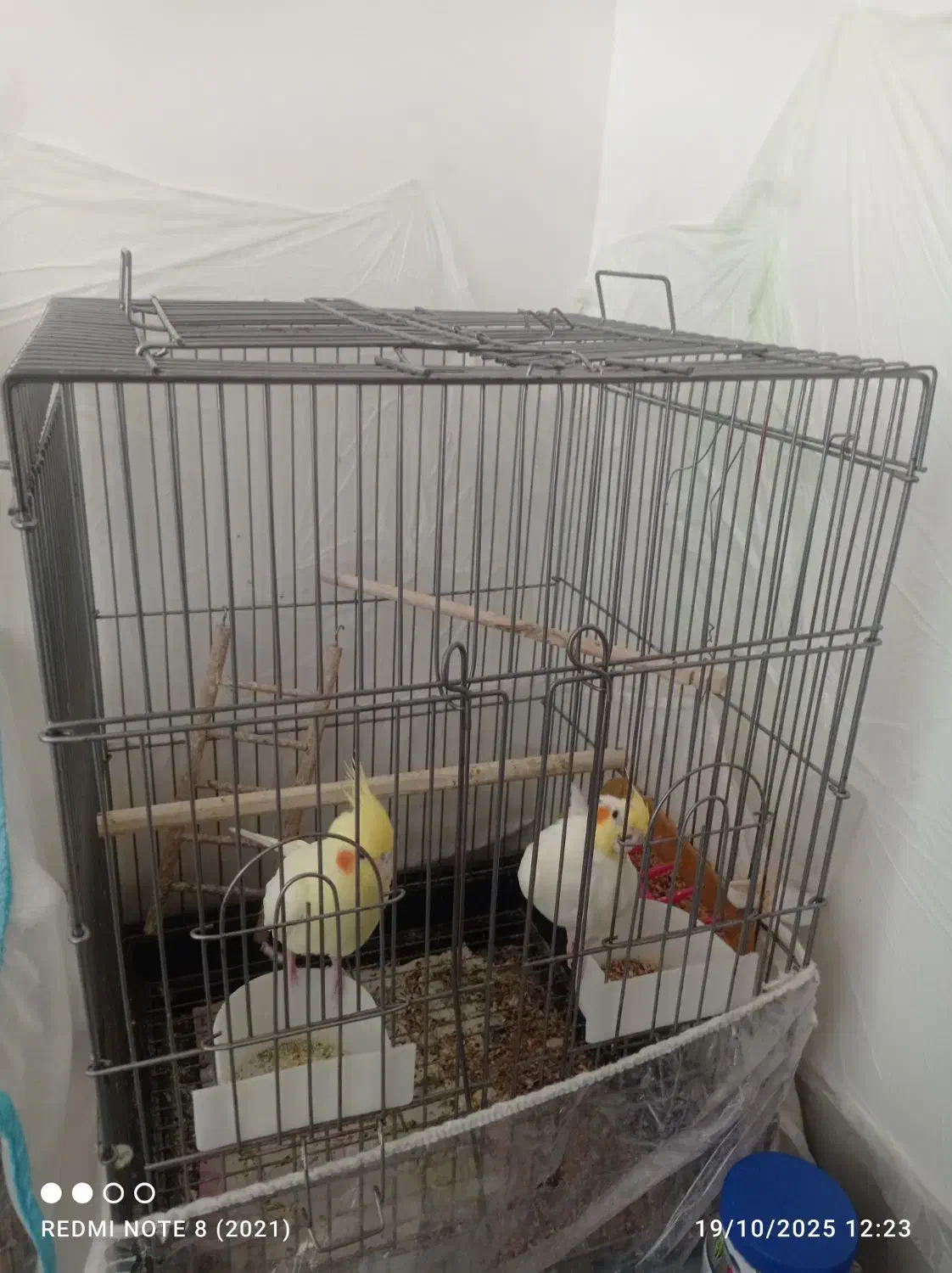 عروس هلندی|پرنده|مشهد, چهنو|دیوار