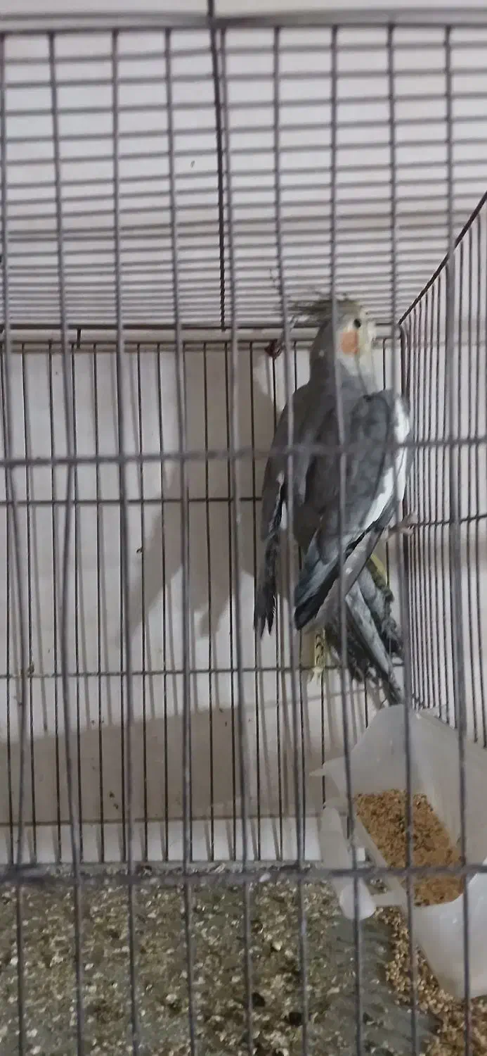 طوطی عروس مولد|پرنده|نظرآباد, رسالت|دیوار