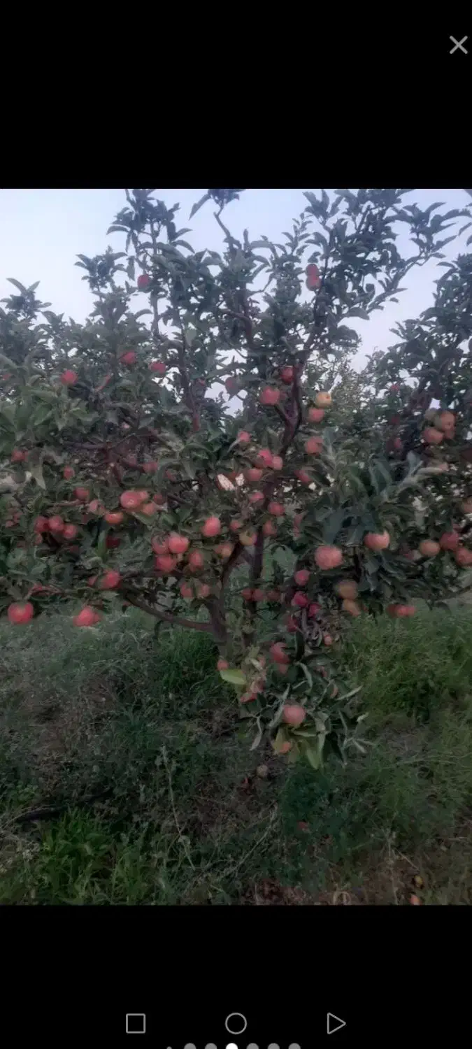 سیب زیر درختی روی درخت خریدارم|خدمات باغبانی و درختکاری|اهر, |دیوار