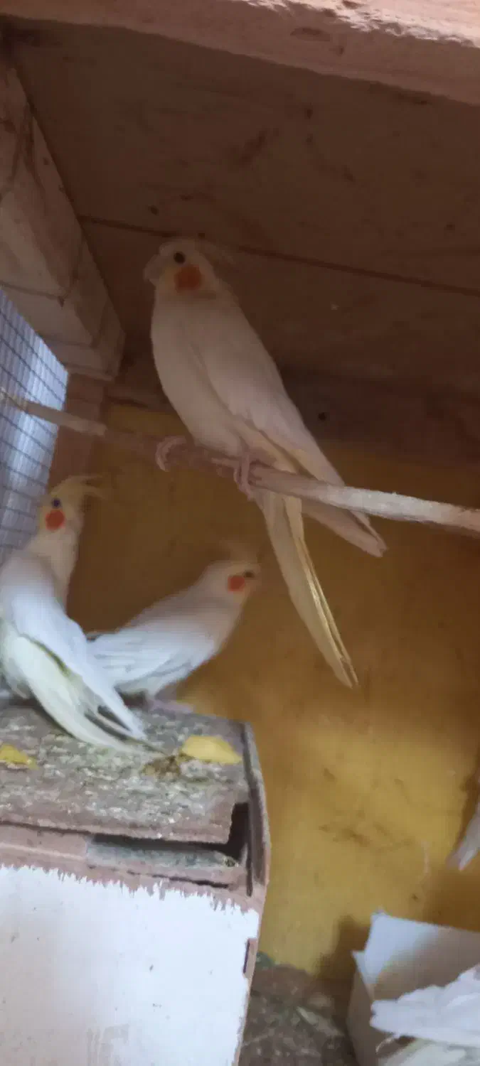 عروس هلندی|پرنده|شوشتر, |دیوار