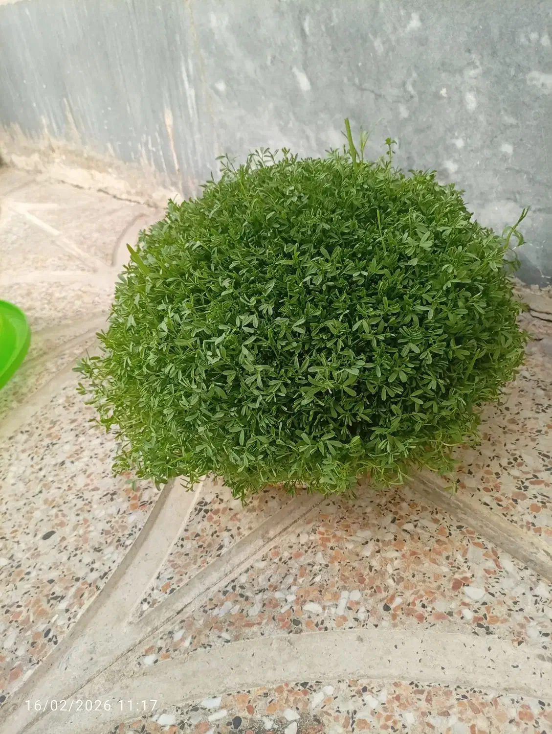 سبزی|گل و گیاه طبیعی|کوهدشت, |دیوار