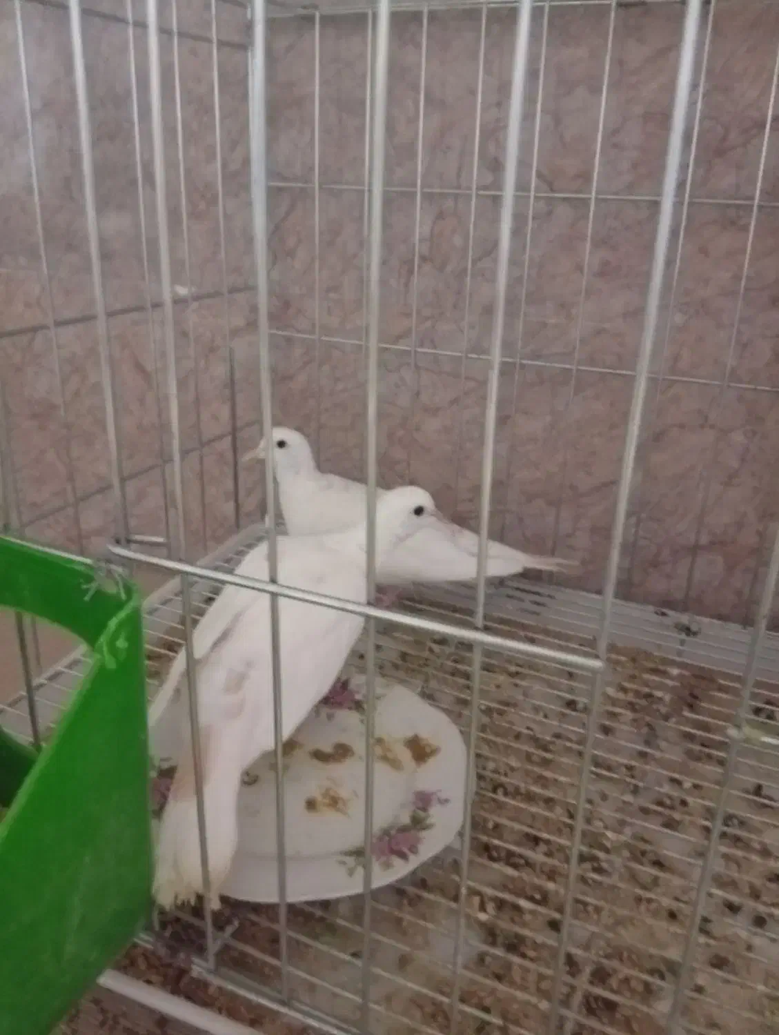 پرنده|پرنده|زهک, |دیوار