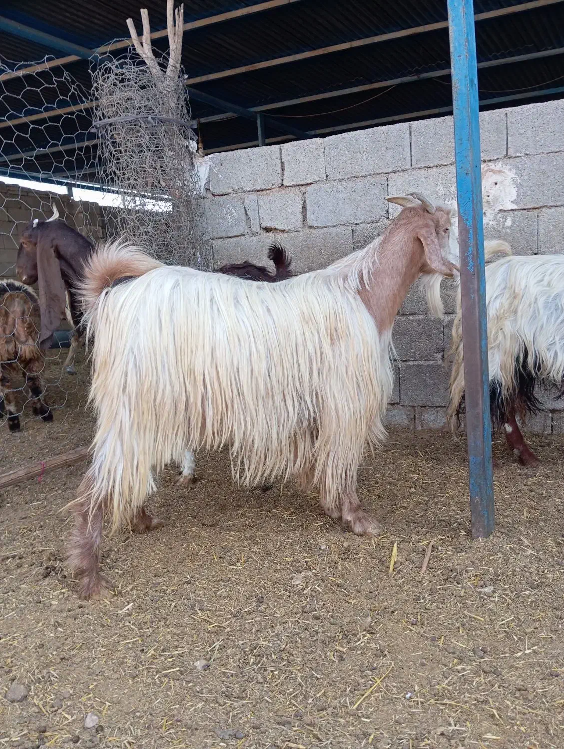 بز ابستن|حیوانات مزرعه|برازجان, |دیوار