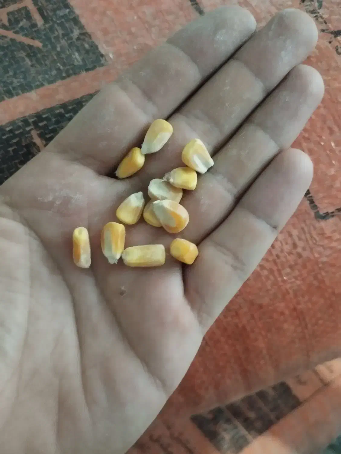 ذرت|لوازم جانبی حیوانات|آباده, |دیوار