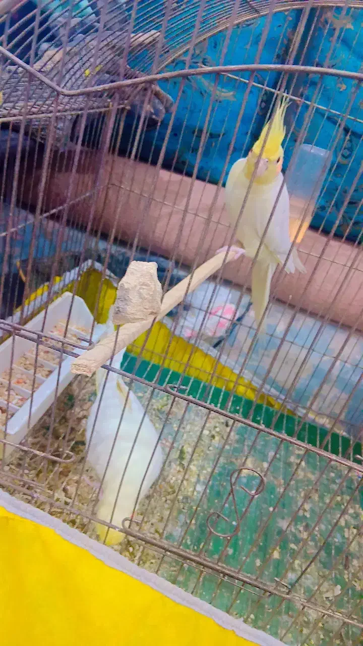 عروس|پرنده|جلین, |دیوار