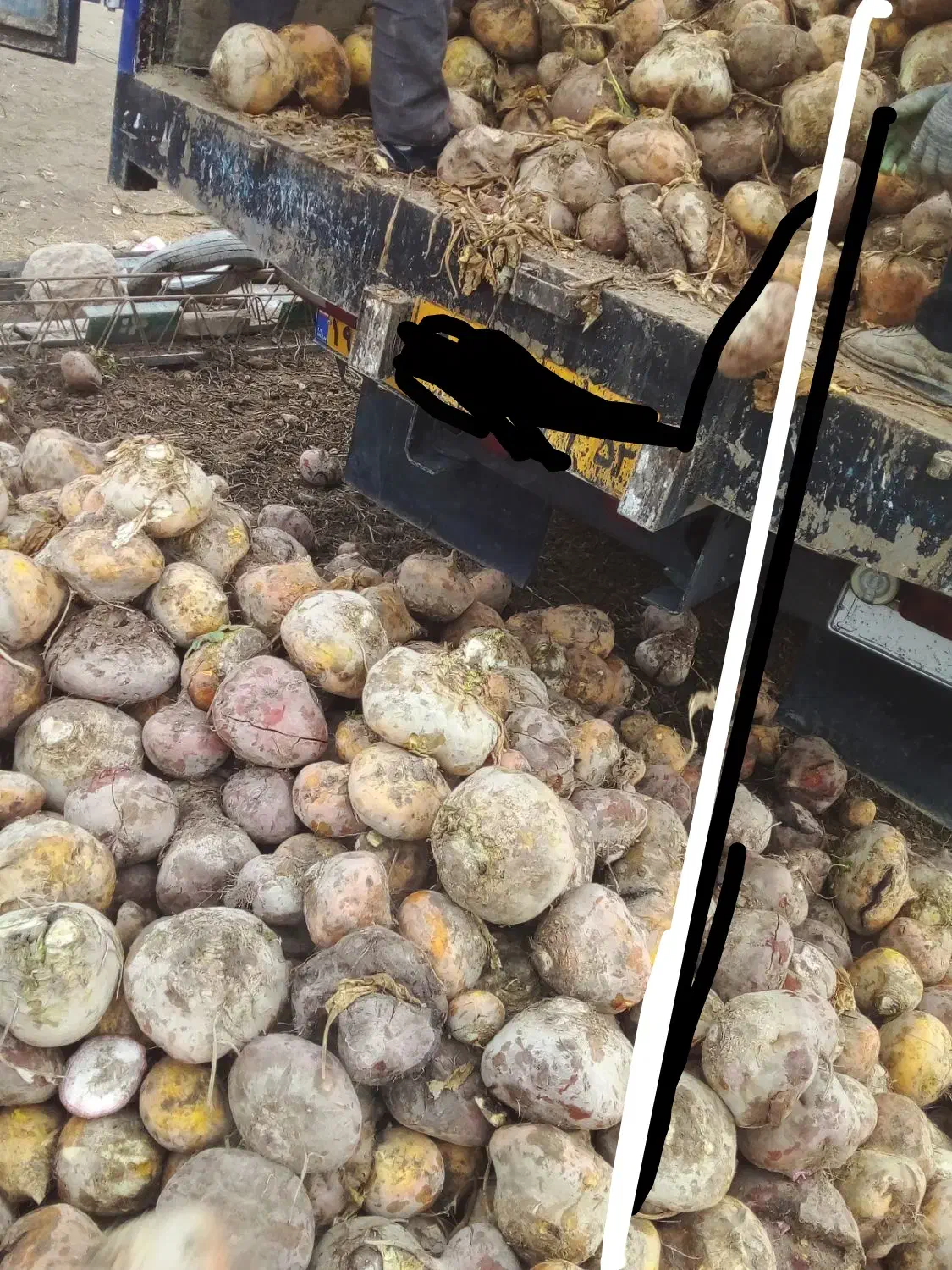 چغندر دامی وقند|حیوانات مزرعه|فامنین, |دیوار