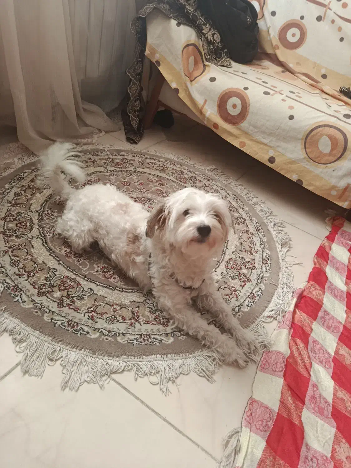 سگ شیپو|سگ|پرند, فاز ۶|دیوار