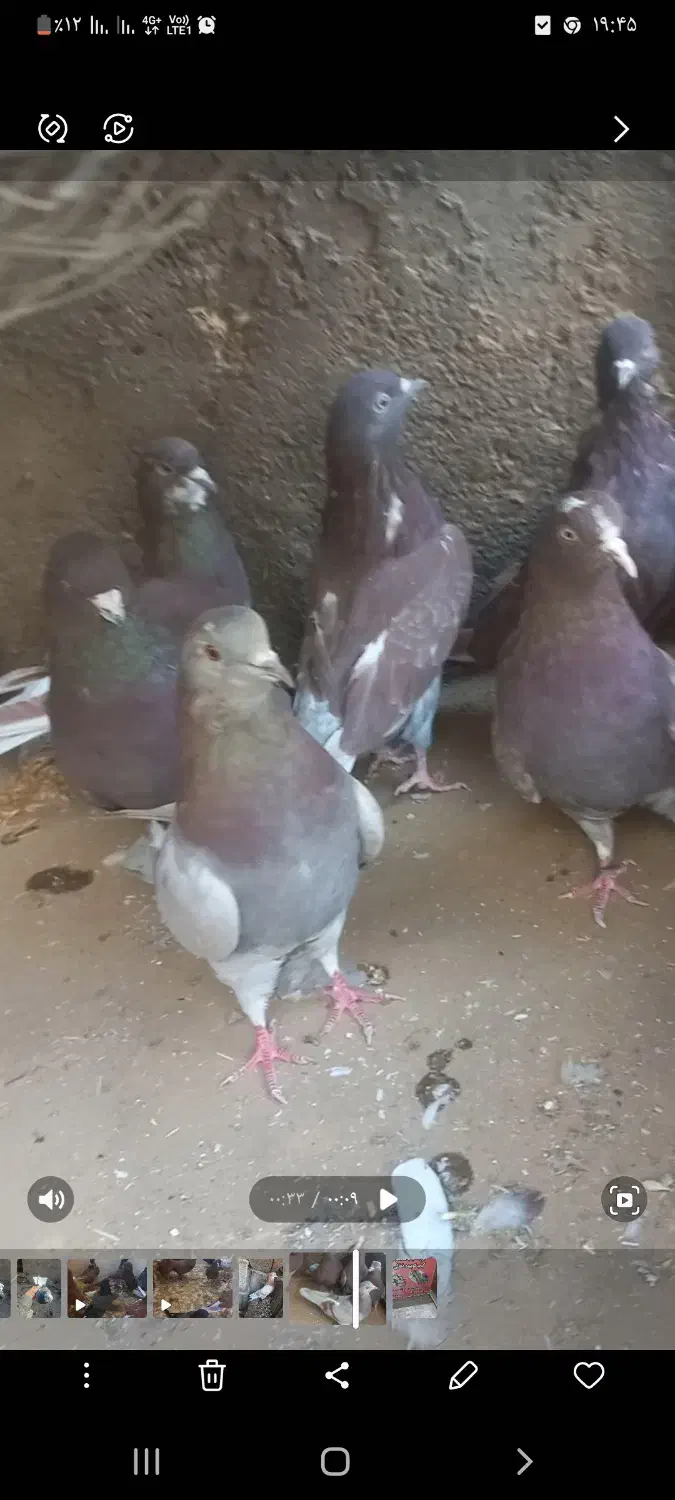 پرنده سرخ کاشونی بی نظیر|پرنده|زواره, |دیوار