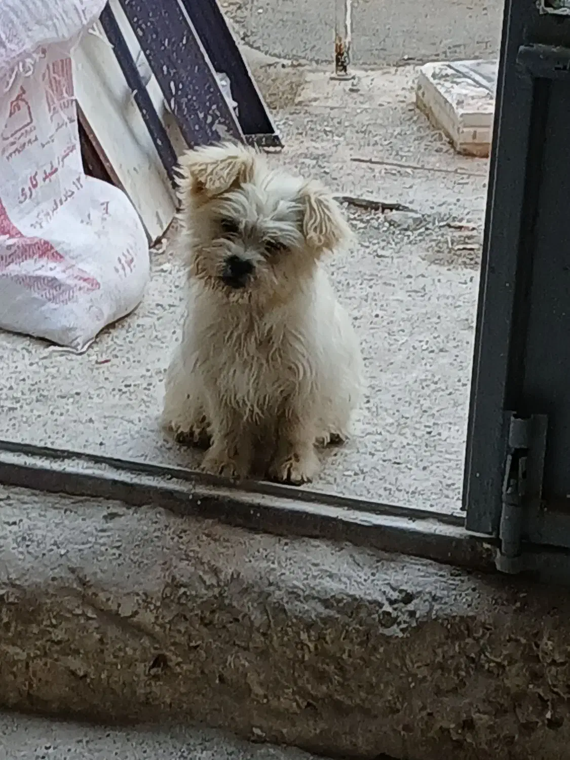 پاپی|سگ|مشهد, مهدی آباد|دیوار