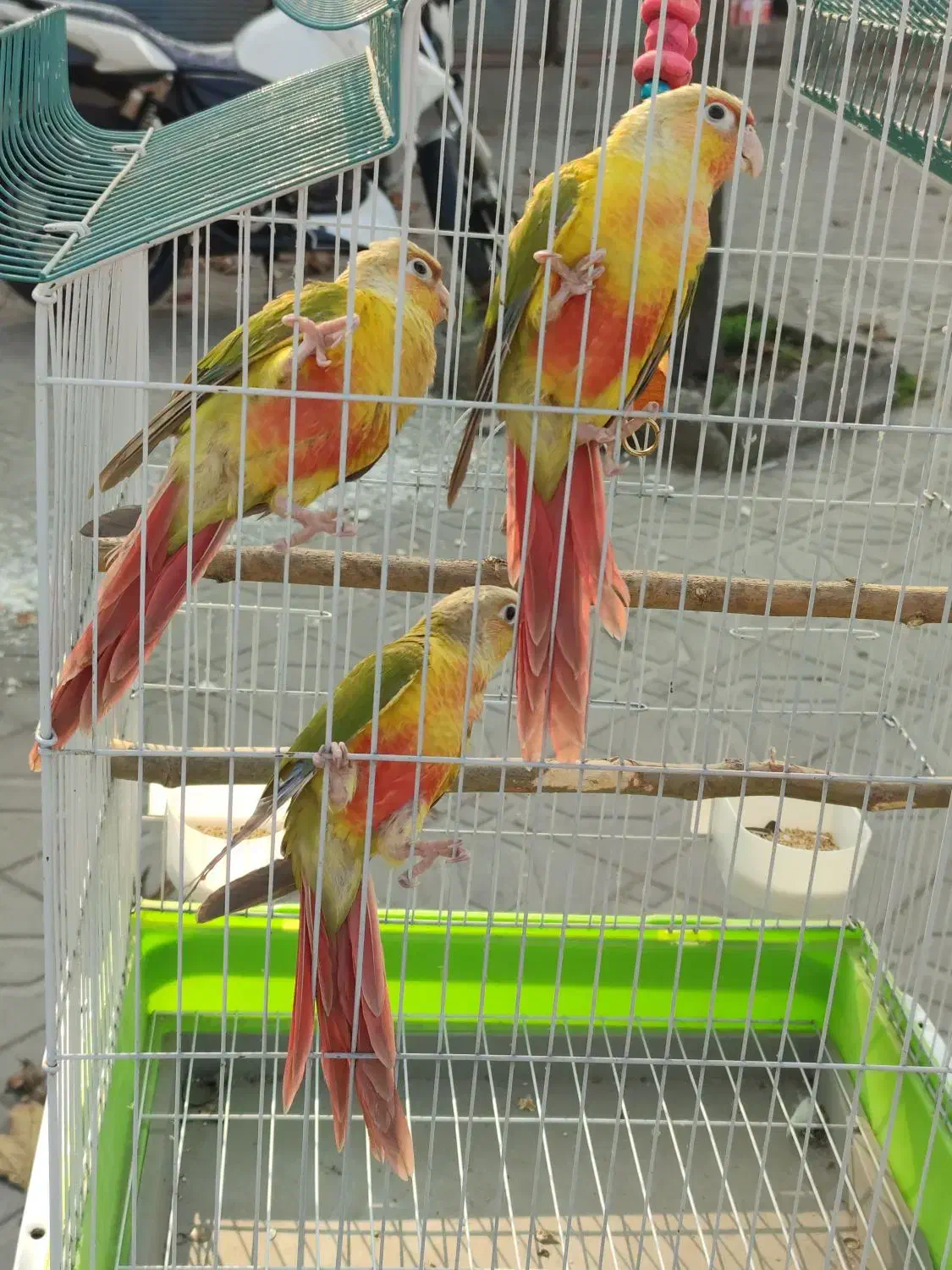 جوجه گرینچیک آناناسی دبل رد و ملنگو|پرنده|رشت, گلسار|دیوار