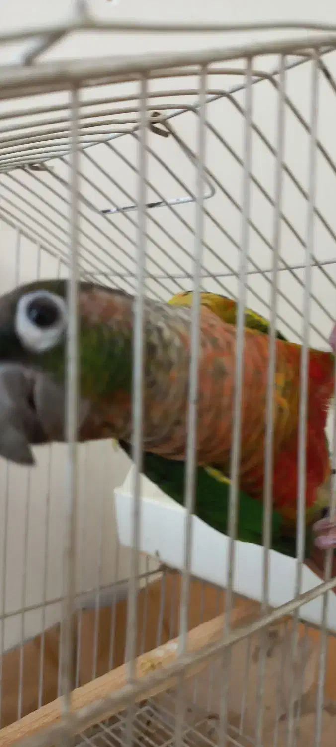 گرینچیک نر یلو ساید بالغ حلقه پا|پرنده|کرج, شهرک یاس جنوبی|دیوار