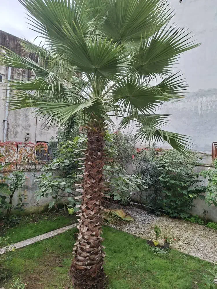 فروش نخل پالم بادبزنی|گل و گیاه طبیعی|آستارا, |دیوار