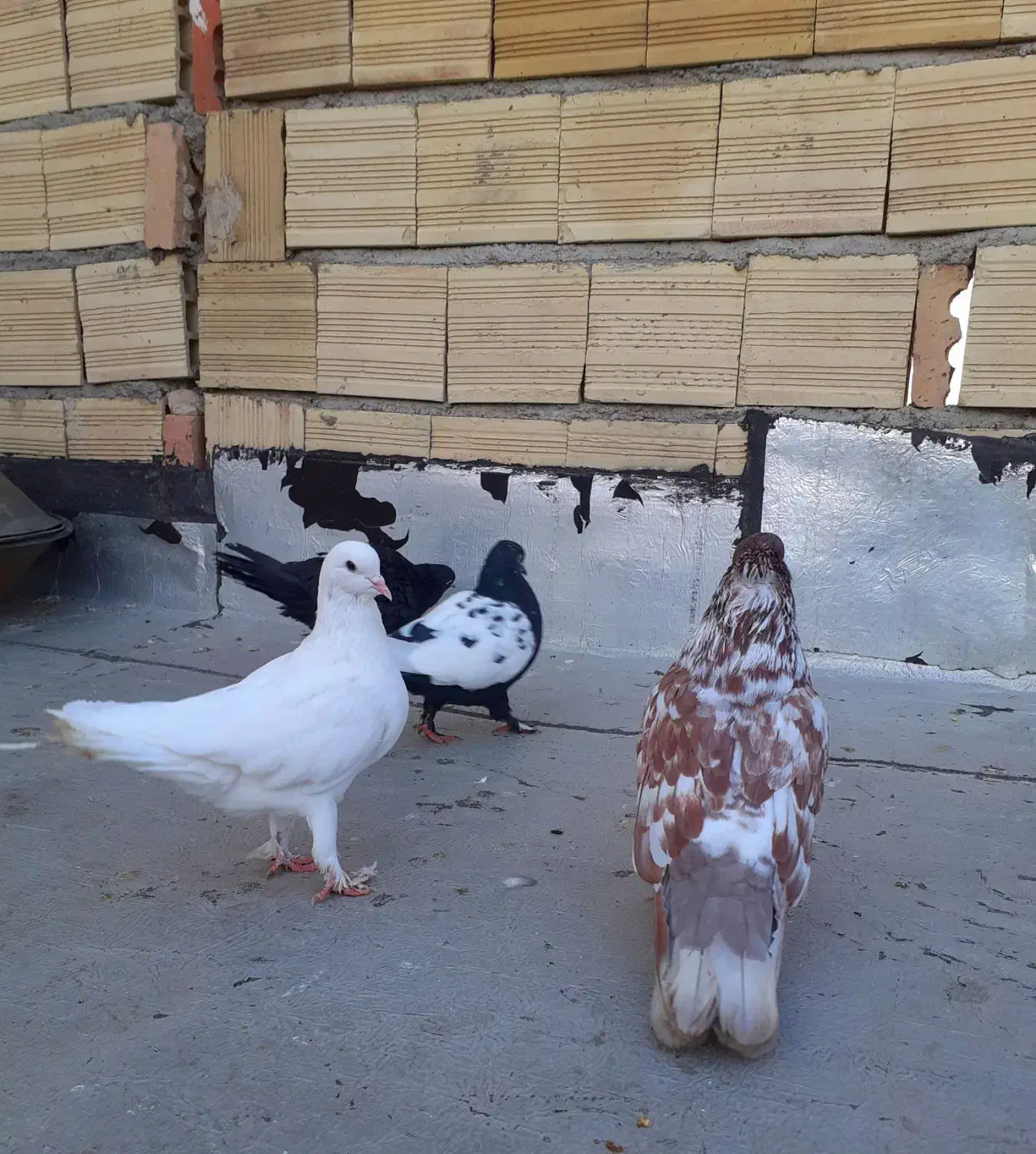 کبوتر تهرانی و لوتی|پرنده|باسمنج, |دیوار