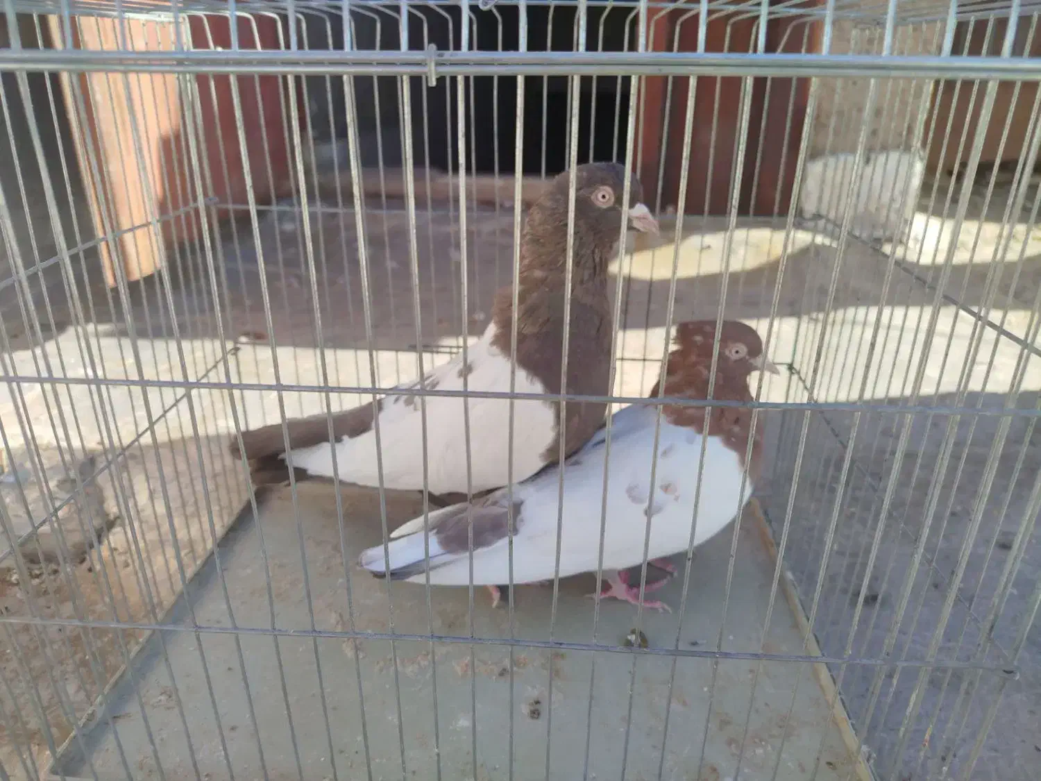 جفت سینه قهوای تخم جوجه ای ،|پرنده|کرمان, |دیوار