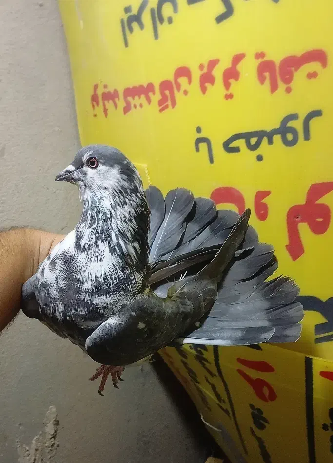 کبوتر پرشی غریب|پرنده|کوهدشت, |دیوار