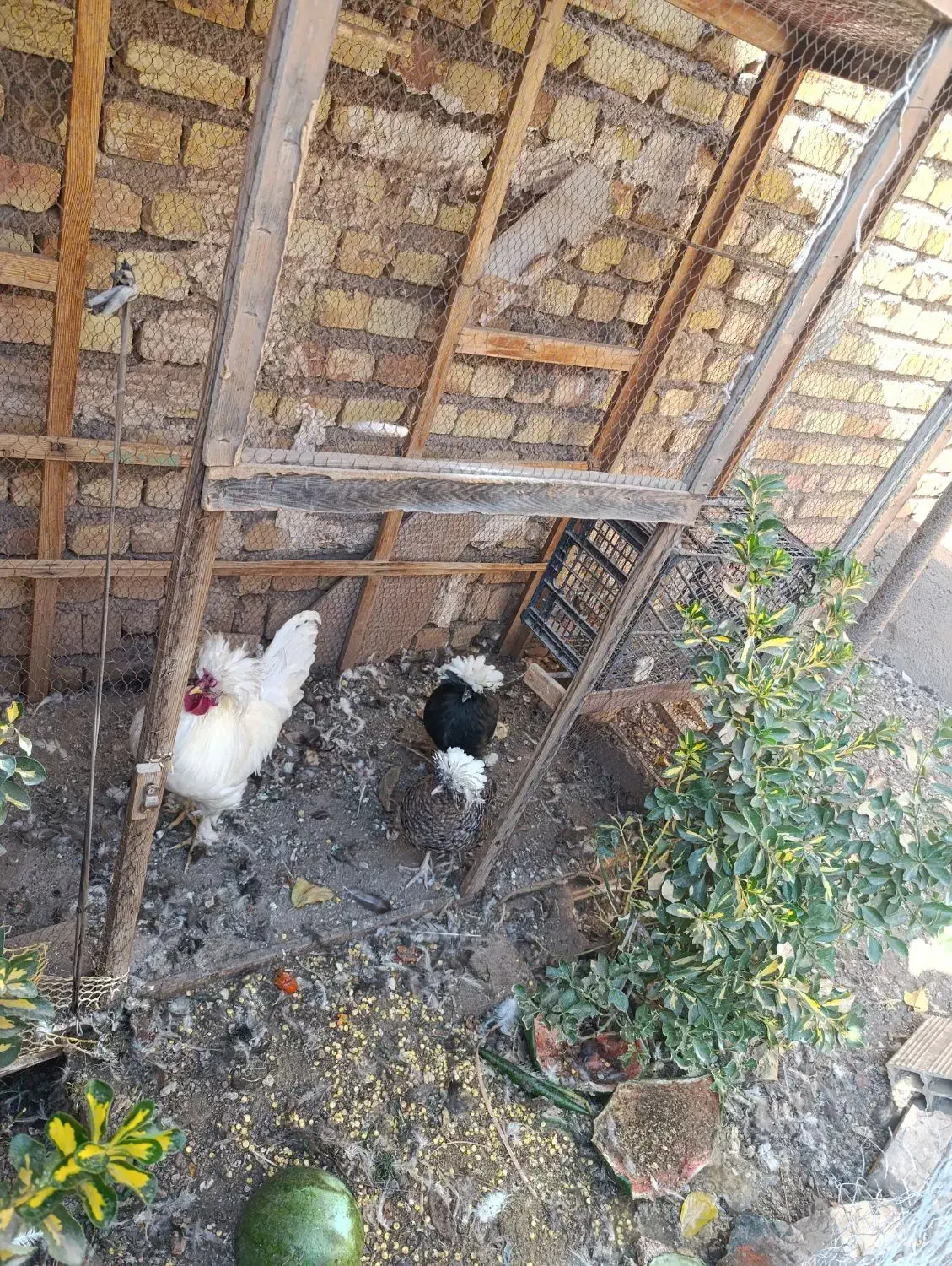 خروس و مرغ تاج دار زیبا|حیوانات مزرعه|قزوین, |دیوار