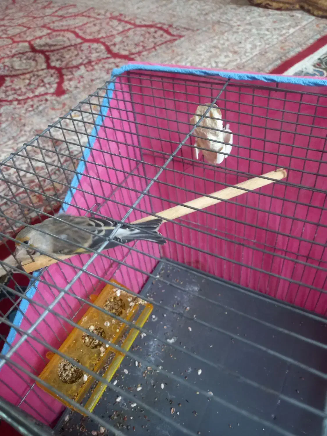 سهر و سهر قناری مست|پرنده|قم, ولیعصر|دیوار