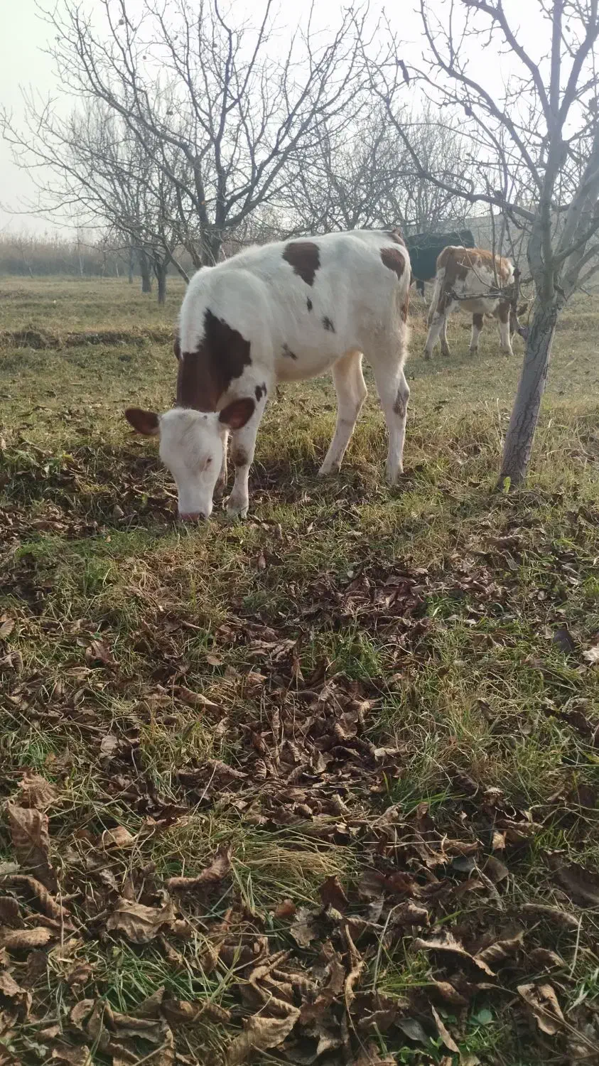 گوساله سیمینتال ماده|حیوانات مزرعه|نوشین شهر, |دیوار