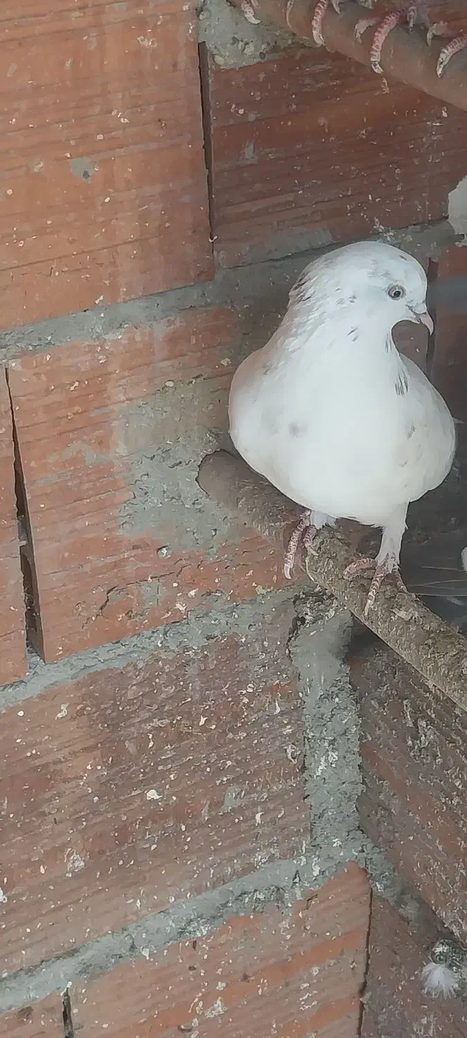 کبوتر فروشی|پرنده|ساری, |دیوار