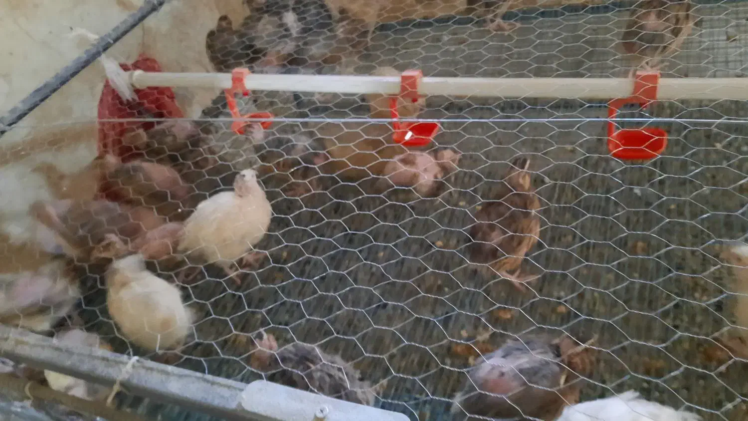 فروش فروش بلدرچین|حیوانات مزرعه|ابریشم, |دیوار