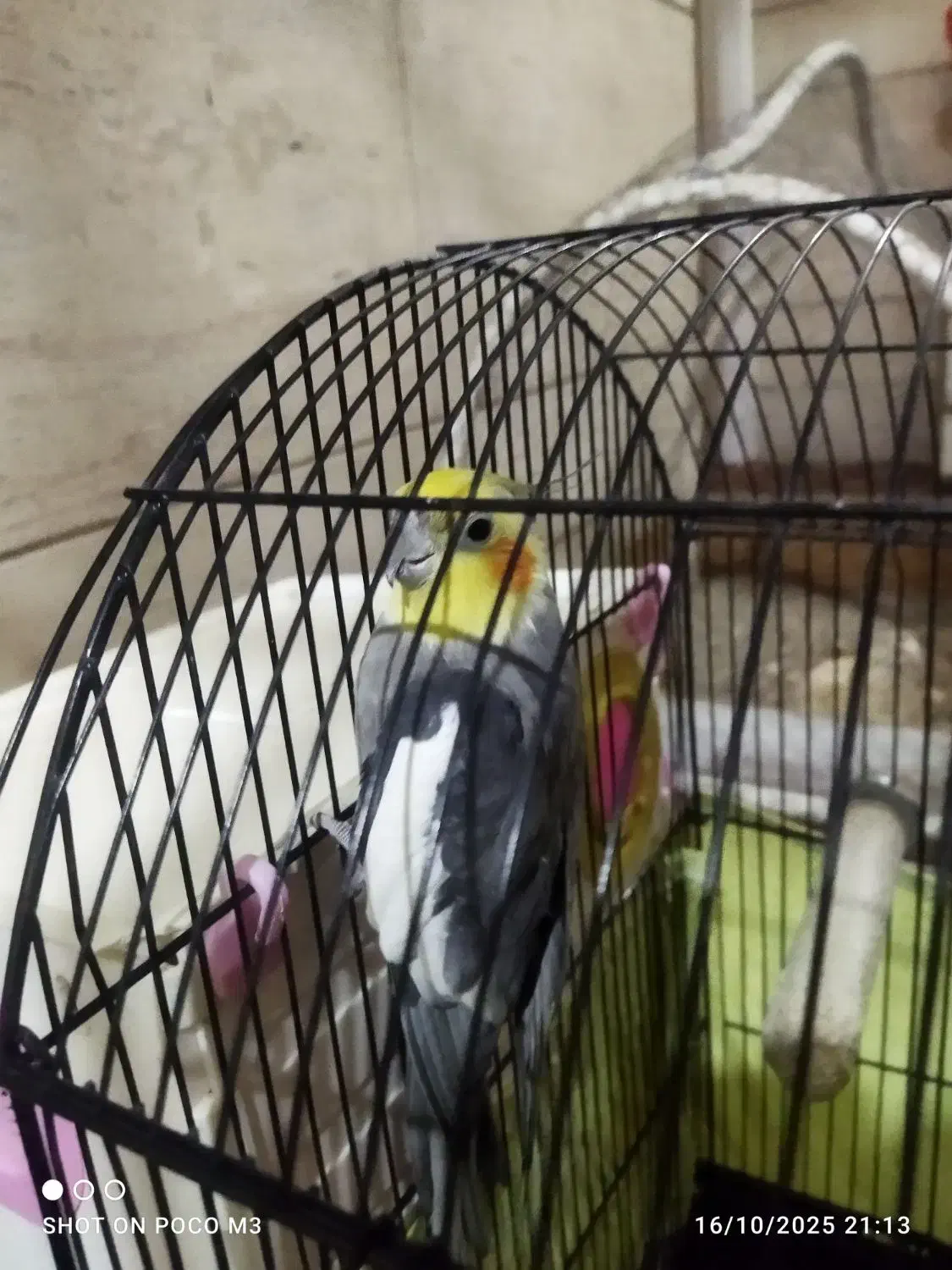 عروس هلندی|پرنده|تهران, محمودیه|دیوار