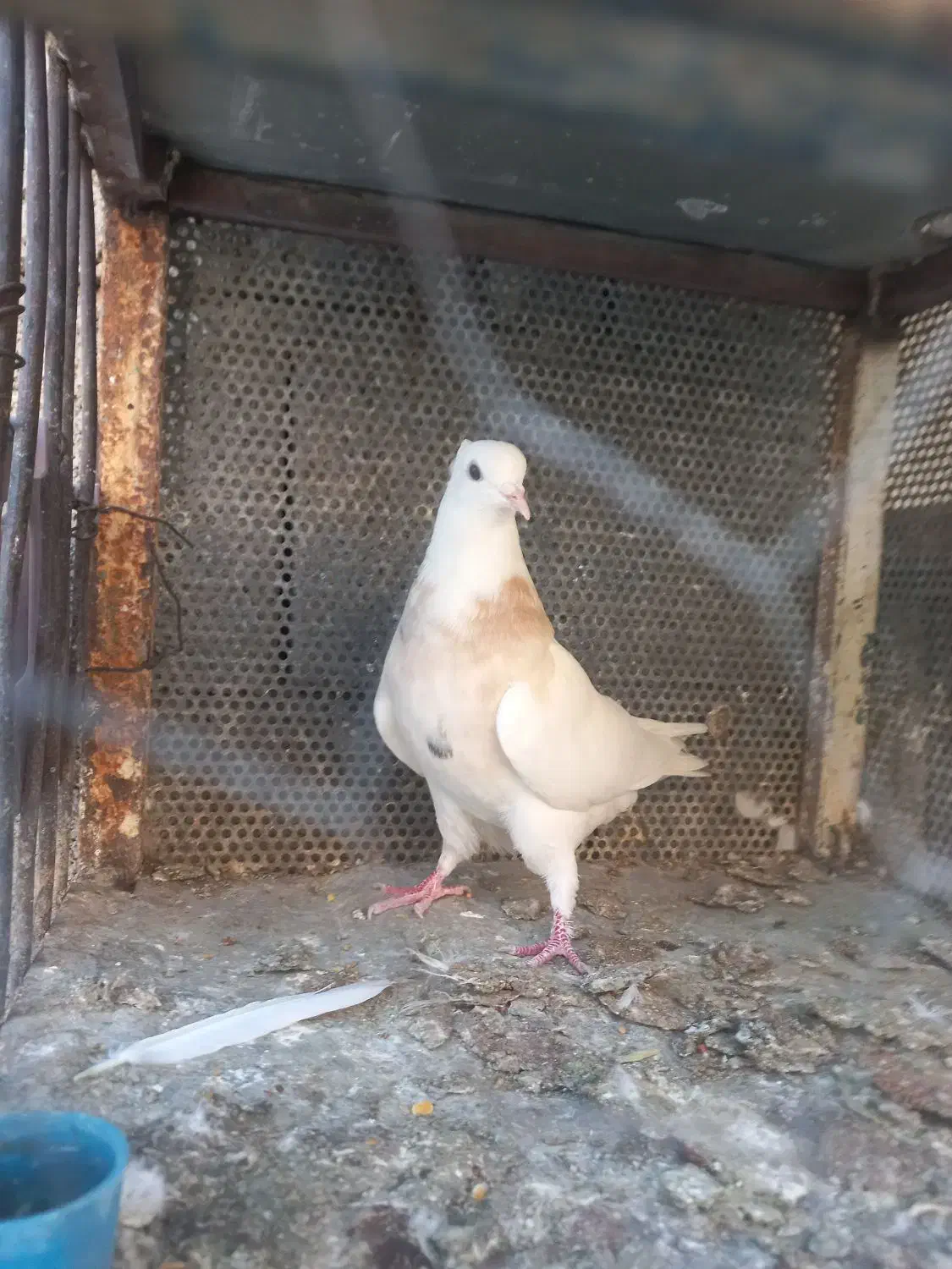 کبوتر طوقی|پرنده|مرودشت, رامجرد یک|دیوار