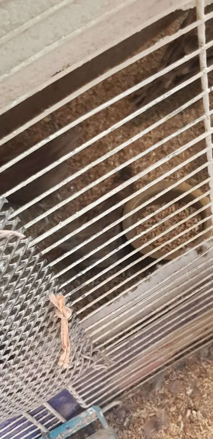 سهره خاکی قناری طوطی عروس هلندی|پرنده|اهواز, فاز ۱ پادادشهر|دیوار