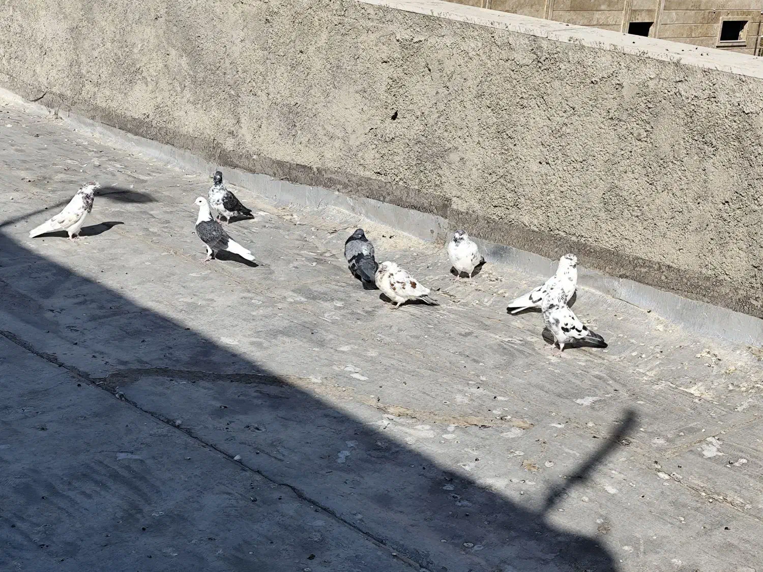 کبوتر کاشونی|پرنده|بروجن, |دیوار