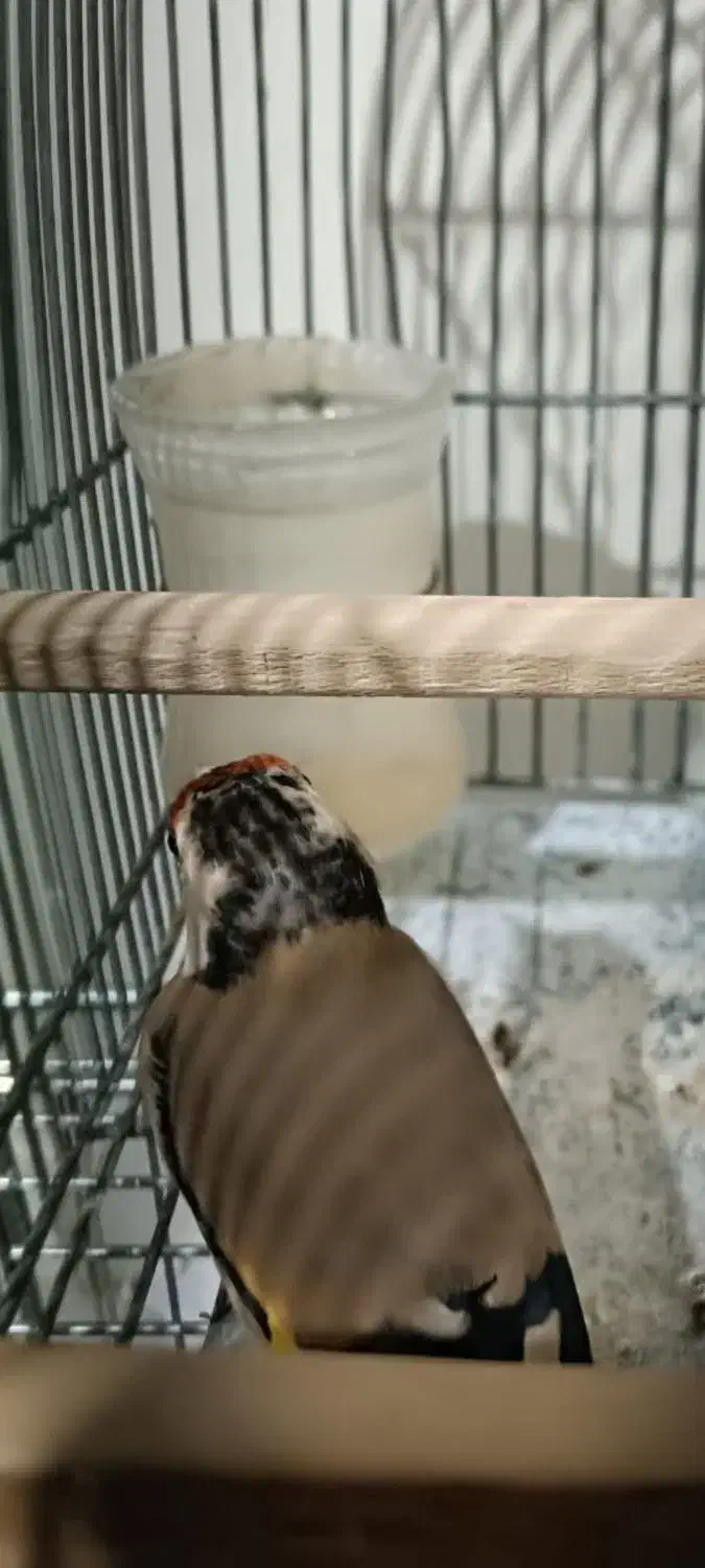 سهره ماده دورگ دودی عطیقه|پرنده|شیراز, تندگویان|دیوار