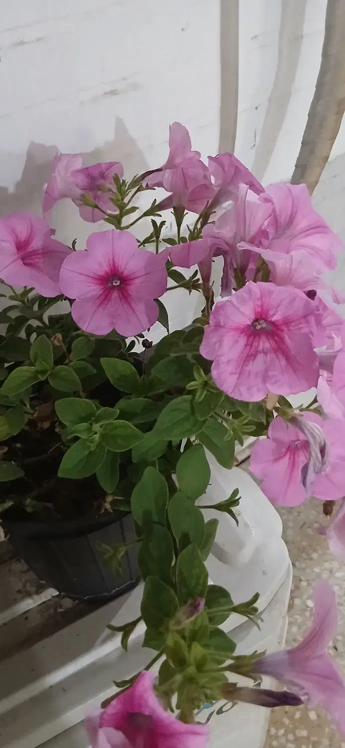 انگشتر|اشیا|بهبهان, |دیوار