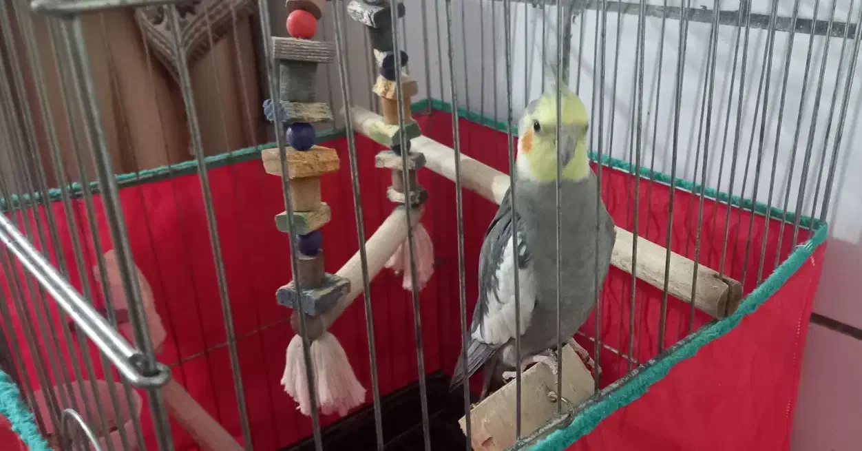 عروس هلندی نر سالم|پرنده|اراک, |دیوار