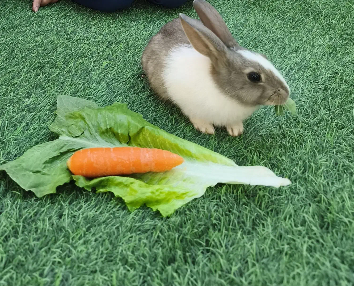 خرگوش بازیگوش|موش و خرگوش|سبزوار, توحیدشهر|دیوار